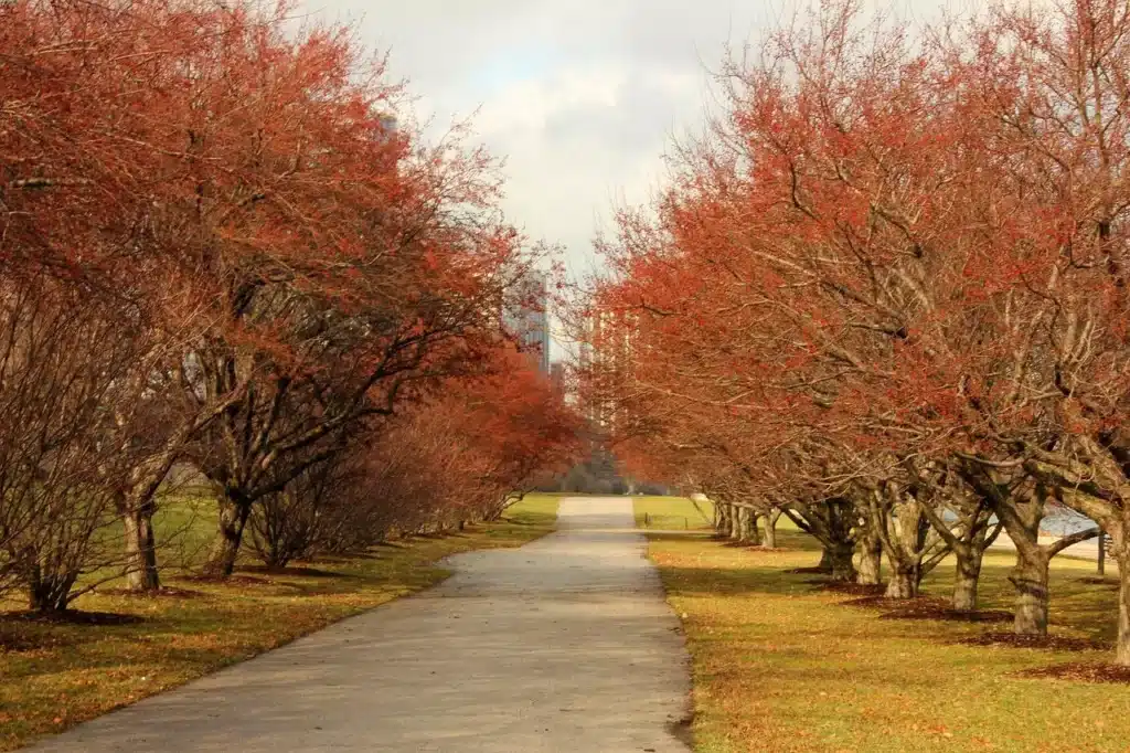 Trees in Fall